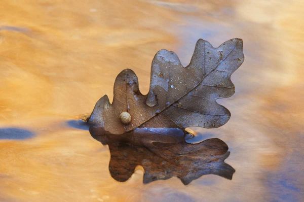 New Mexico Oak leaf in stream at Ghost Ranch